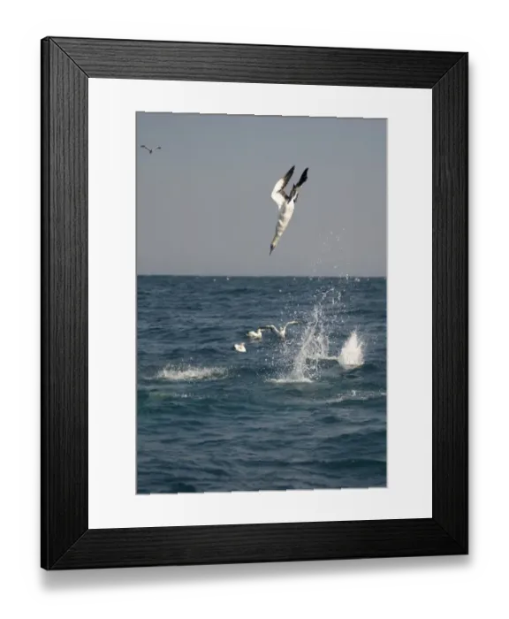 Framed Print : Cape Gannet (Morus capensis) adults, in flight, diving for fish at sea, offshore Port St. Johns, Wild Coast, Eastern Cape (Transkei), South Africa Framed Print : Cape Gannet (Morus capensis) adults, in flight, diving for fish at sea, offshore Port St. Johns, Wild Coast, Eastern Cape (Transkei), South Africa