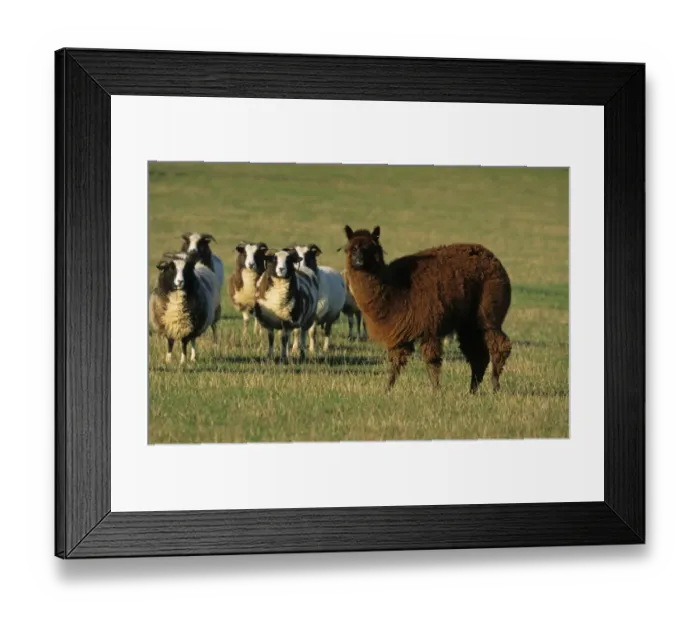 Framed Print : Alpaca (Lama pacos) adult, standing with Jacob Sheep flock in pasture, England Framed Print : Alpaca (Lama pacos) adult, standing with Jacob Sheep flock in pasture, England