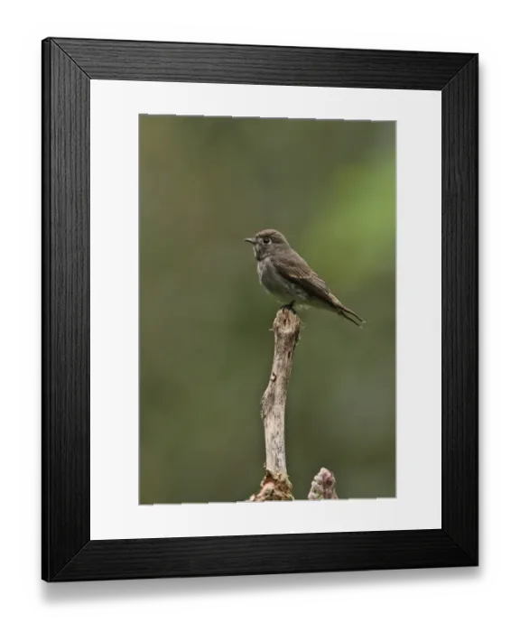 Framed Print : Dark-sided Flycatcher (Muscicapa sibirica) adult, perched on snag, Kaeng Krachan N. P. Thailand, november Framed Print : Dark-sided Flycatcher (Muscicapa sibirica) adult, perched on snag, Kaeng Krachan N. P. Thailand, november