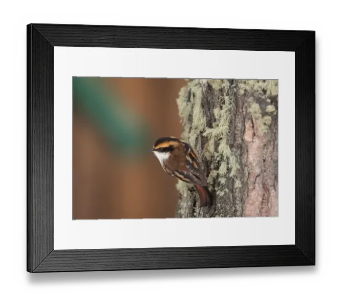 Framed Print : Thorn-tailed Rayadito (Aphrastura spinicauda) adult, clinging to lichen covered tree trunk, Harberton, Tierra del Fuego, Argentina, august Framed Print : Thorn-tailed Rayadito (Aphrastura spinicauda) adult, clinging to lichen covered tree trunk, Harberton, Tierra del Fuego, Argentina, august
