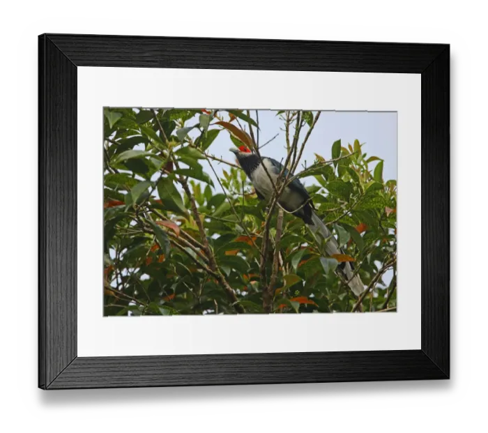 Framed Print : Red-faced Malkoha (Phaenicophaeus pyrrhocephalus) adult male, perched in tree, Sinharaja Forest N. P. Sri Lanka, december Framed Print : Red-faced Malkoha (Phaenicophaeus pyrrhocephalus) adult male, perched in tree, Sinharaja Forest N. P. Sri Lanka, december