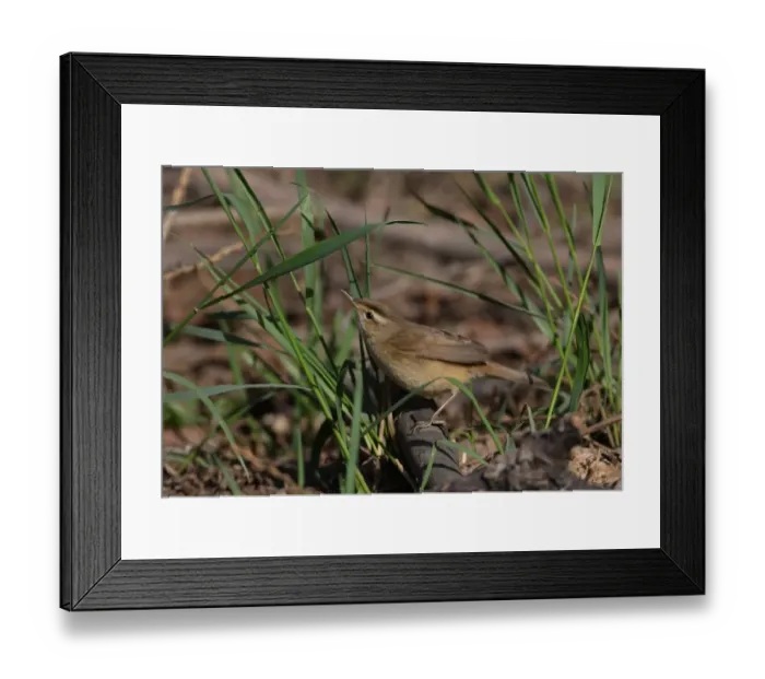 Framed Print : Black-browed Reed-warbler (Acrocephalus bistrigiceps) adult, standing on fallen stick, Beidaihe, Hebei, China, may Framed Print : Black-browed Reed-warbler (Acrocephalus bistrigiceps) adult, standing on fallen stick, Beidaihe, Hebei, China, may