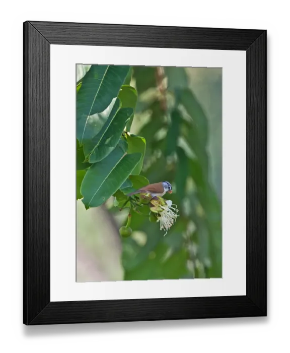 Framed Print : Grey-headed Parrotbill (Paradoxornis gularis transfluvialis) adult, feeding on flowering tree, Arunachal Pradesh, India, february