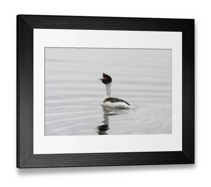 Framed Print : Hooded Grebe (Podiceps gallardoi) adult, swimming and calling to partner, Strobel Plateau, Santa Cruz, Argentina, november Framed Print : Hooded Grebe (Podiceps gallardoi) adult, swimming and calling to partner, Strobel Plateau, Santa Cruz, Argentina, november