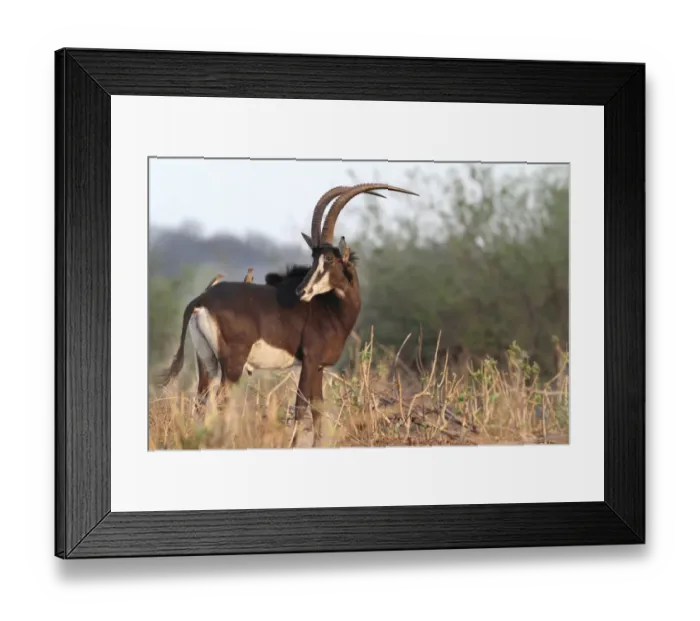 Framed Print : Sable Antelope (Hippotragus niger) adult male, with Red-billed Oxpeckers (Buphagus erythrorhynchus), standing amongst vegetation, Chobe N. P. Botswana Framed Print : Sable Antelope (Hippotragus niger) adult male, with Red-billed Oxpeckers (Buphagus erythrorhynchus), standing amongst vegetation, Chobe N. P. Botswana