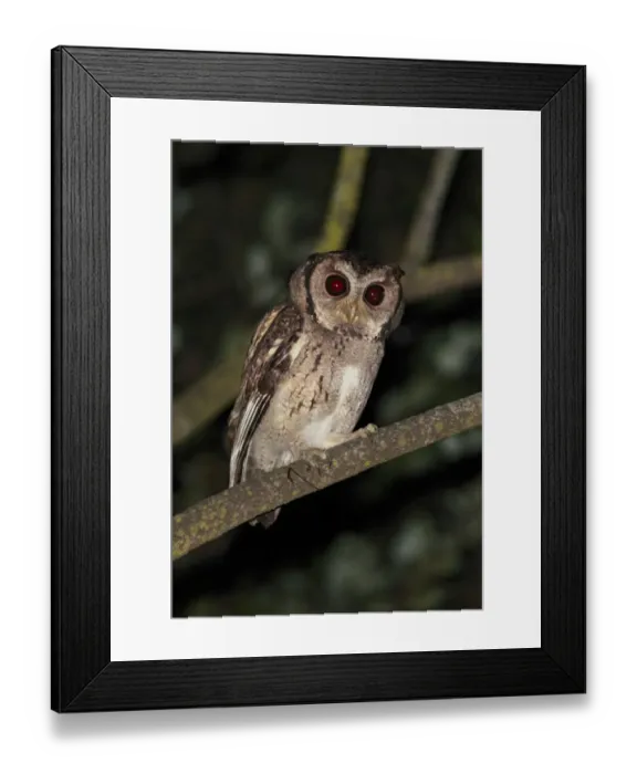 Framed Print : Collared Scops-owl (Otus lettia) adult, perched on branch at night, Hong Kong, China, october