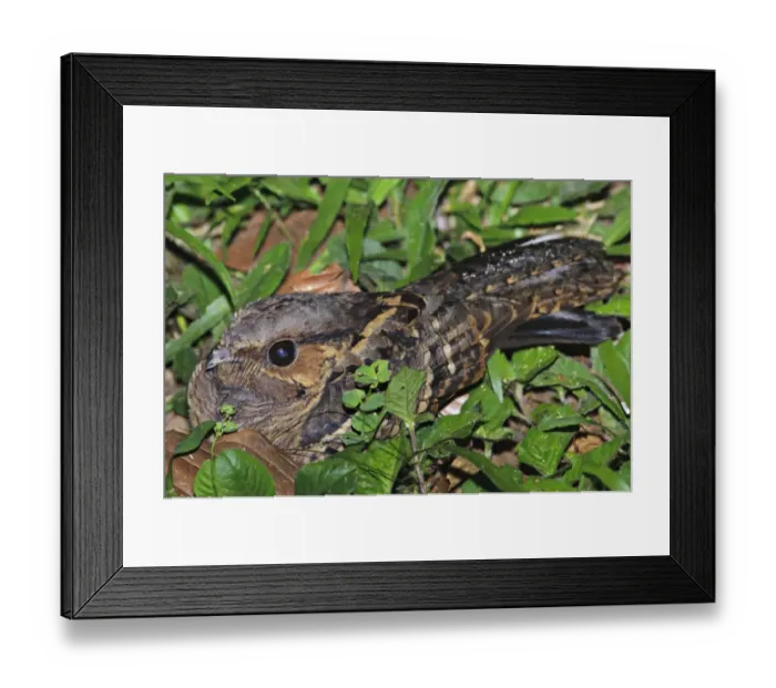 Framed Print : Rufous Nightjar (Caprimulgus rufus) adult, resting amongst leaves on ground, Amazonia, Peru Framed Print : Rufous Nightjar (Caprimulgus rufus) adult, resting amongst leaves on ground, Amazonia, Peru