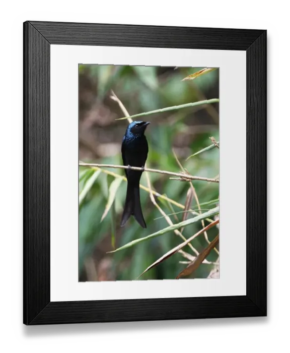 Framed Print : Bronzed Drongo (Dicrurus aeneus) adult, perched on bamboo stem, Kaeng Krachan N. P. Thailand, february Framed Print : Bronzed Drongo (Dicrurus aeneus) adult, perched on bamboo stem, Kaeng Krachan N. P. Thailand, february