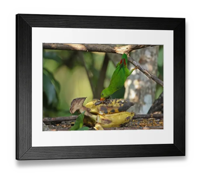 Framed Print : Vernal Hanging Parrot (Loriculus vernalis) adult, feeding on banana at birdtable, hanging from branch, Kaeng Krachan N. P. Thailand, november Framed Print : Vernal Hanging Parrot (Loriculus vernalis) adult, feeding on banana at birdtable, hanging from branch, Kaeng Krachan N. P. Thailand, november