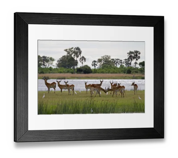Framed Print : Red Lechwe (Kobus leche leche) adult and immature males, herd standing at edge of water in wetland habitat, with Cattle Egrets (Bubulcus ibis), Okavango Delta, Botswana Framed Print : Red Lechwe (Kobus leche leche) adult and immature males, herd standing at edge of water in wetland habitat, with Cattle Egrets (Bubulcus ibis), Okavango Delta, Botswana
