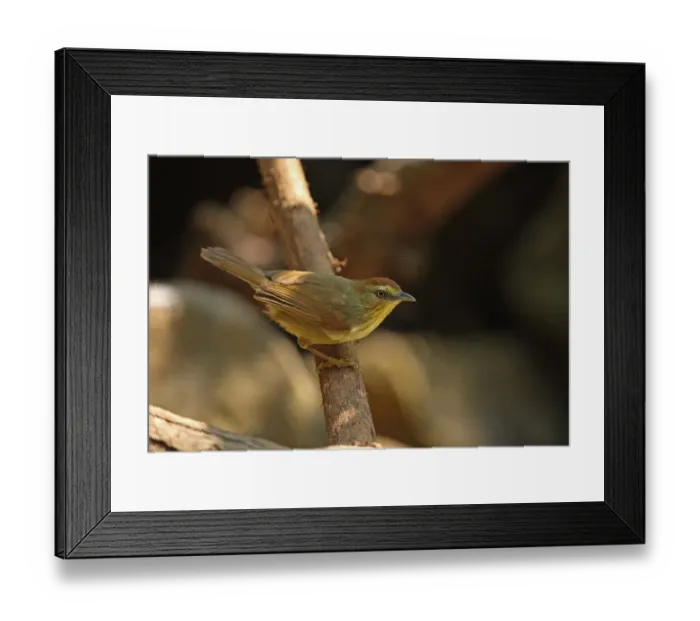 Framed Print : Striped Tit-babbler (Macronous gularis sulphureus) adult, perched on branch, Kaeng Krachan N. P. Thailand, february Framed Print : Striped Tit-babbler (Macronous gularis sulphureus) adult, perched on branch, Kaeng Krachan N. P. Thailand, february