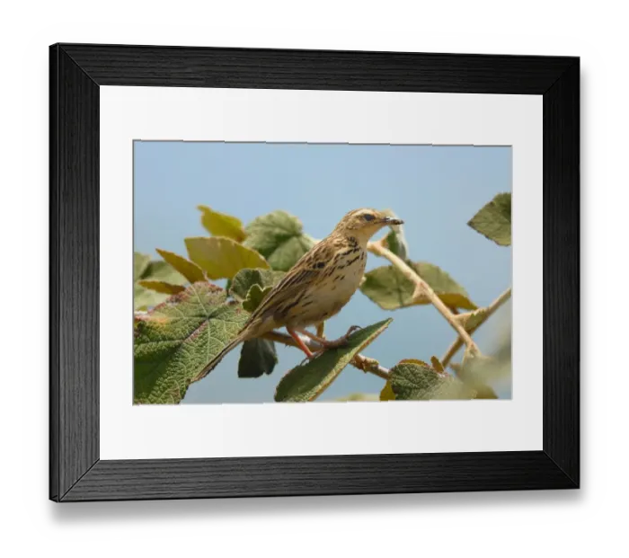 Framed Print : Nilgiri Pipit (Anthus nilghiriensis) adult, with food in beak, perched in bush on mountainside, Eravikulam N. P. Western Ghats, Kerala, Southern India, april Framed Print : Nilgiri Pipit (Anthus nilghiriensis) adult, with food in beak, perched in bush on mountainside, Eravikulam N. P. Western Ghats, Kerala, Southern India, april