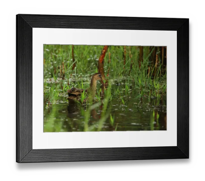 Framed Print : Watercock (Gallicrex cinerea) adult male, non-breeding plumage, swimming in marsh, Sri Lanka, december Framed Print : Watercock (Gallicrex cinerea) adult male, non-breeding plumage, swimming in marsh, Sri Lanka, december