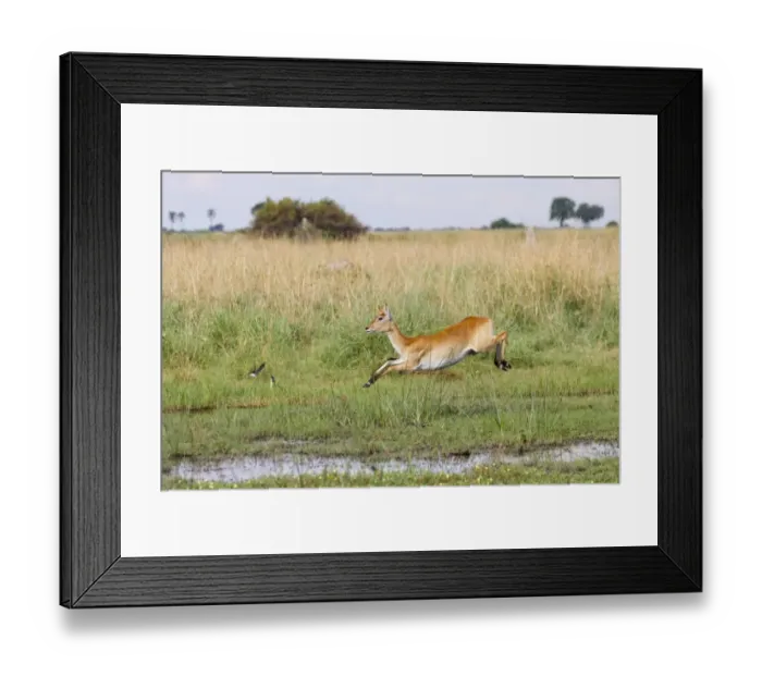 Framed Print : Red Lechwe (Kobus leche leche) adult female, running and jumping in wetland, Okavango Delta, Botswana Framed Print : Red Lechwe (Kobus leche leche) adult female, running and jumping in wetland, Okavango Delta, Botswana