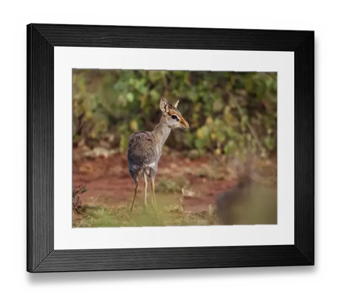 Framed Print : Guenther's Dik-dik (Madoqua guentheri) adult male, standing in scrub, near Yabello, Oromia, Ethiopia Framed Print : Guenther's Dik-dik (Madoqua guentheri) adult male, standing in scrub, near Yabello, Oromia, Ethiopia
