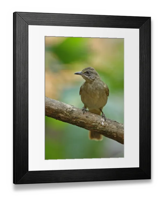 Framed Print : Streak-eared Bulbul (Pycnonotus blanfordi conradi) adult, perched on branch, Khao Nor Chuchi, Thailand, february Framed Print : Streak-eared Bulbul (Pycnonotus blanfordi conradi) adult, perched on branch, Khao Nor Chuchi, Thailand, february