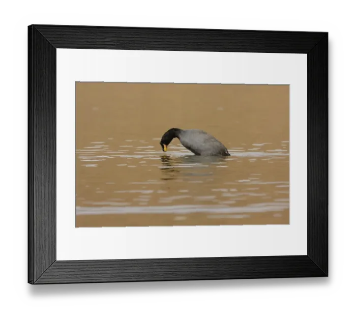 Framed Print : Horned Coot (Fulica cornuta) adult, diving, Lagunilla, Jujuy, Argentina, july Framed Print : Horned Coot (Fulica cornuta) adult, diving, Lagunilla, Jujuy, Argentina, july