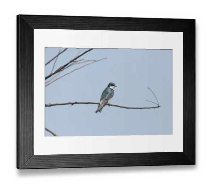 Framed Print : White-rumped Swallow (Tachycineta leucorrhoa) adult, perched on twig, Argentina, september Framed Print : White-rumped Swallow (Tachycineta leucorrhoa) adult, perched on twig, Argentina, september