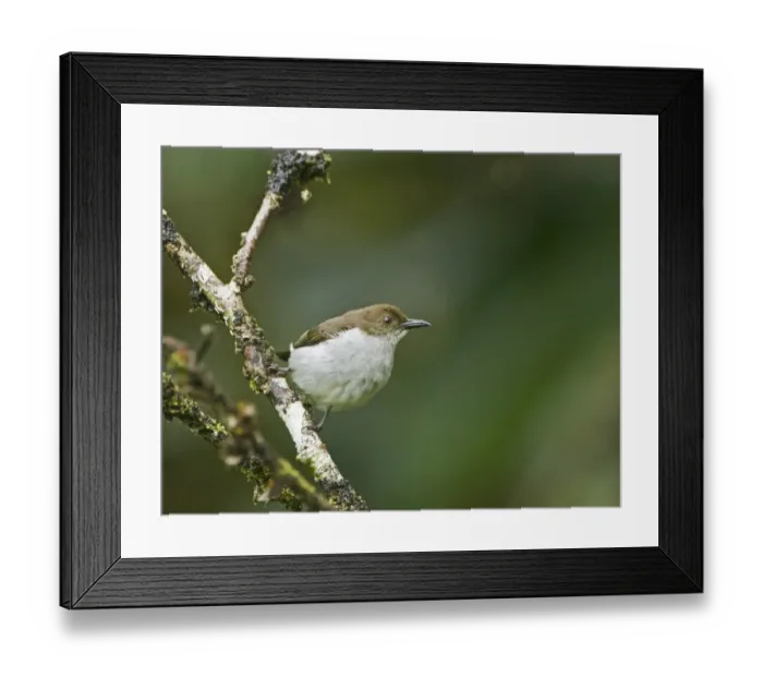 Framed Print : Buzzing Flowerpecker (Dicaeum hypoleucum) adult, perched on twig, Mount Kitanglad, Kitanglad Mountain Range, Mindanao Island, Philippines Framed Print : Buzzing Flowerpecker (Dicaeum hypoleucum) adult, perched on twig, Mount Kitanglad, Kitanglad Mountain Range, Mindanao Island, Philippines