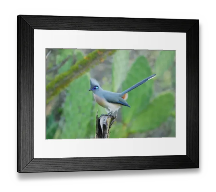 Framed Print : Crested Coua (Coua cristata) adult, perched in tamarind gallery forest, Berenty Nature Reserve, Southern Madagascar, august Framed Print : Crested Coua (Coua cristata) adult, perched in tamarind gallery forest, Berenty Nature Reserve, Southern Madagascar, august