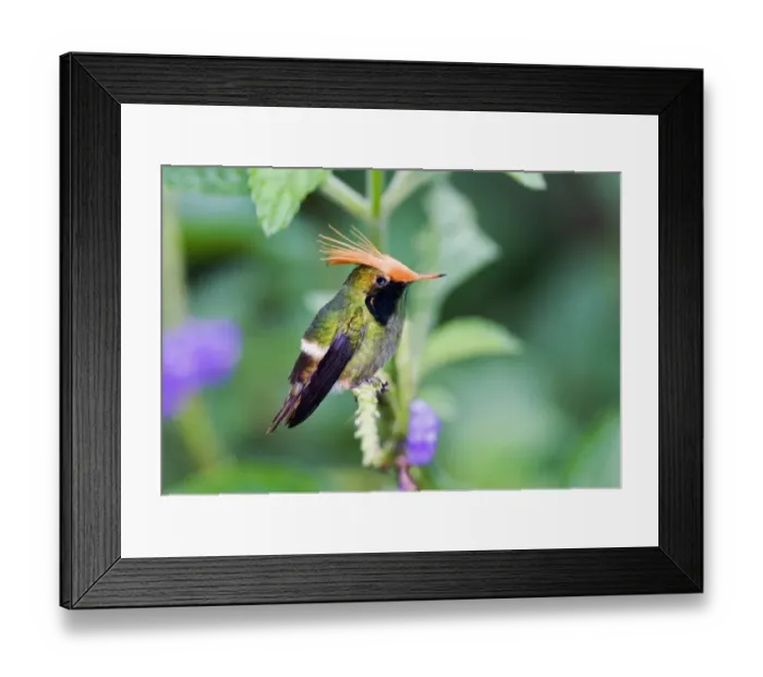 Framed Print : Rufous-crested Coquette (Lophornis delattrei lessoni) adult male, perched on stem, El Valle, Panama Framed Print : Rufous-crested Coquette (Lophornis delattrei lessoni) adult male, perched on stem, El Valle, Panama
