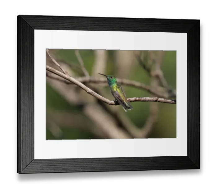 Framed Print : Versicoloured Emerald (Amazilia versicolor) adult male, perched on twig, Puerto Iguazu, Misiones, Argentina, november
