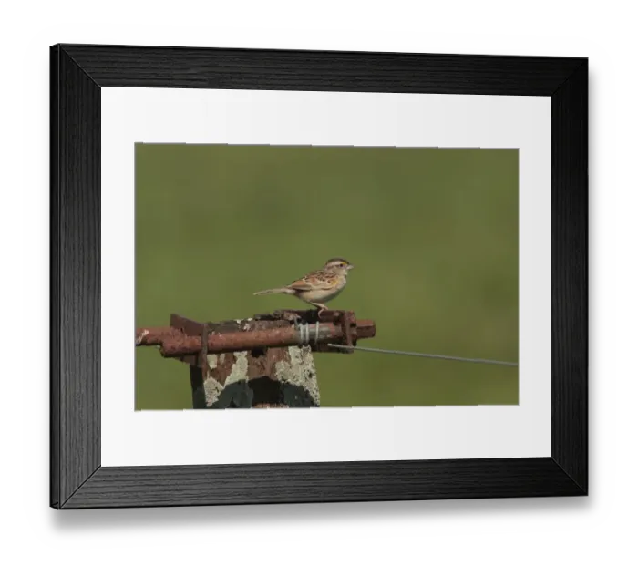 Framed Print : Grassland Sparrow (Ammodramus humeralis) adult male, perched on post, Haras del Sur, Buenos Aires, Argentina, october Framed Print : Grassland Sparrow (Ammodramus humeralis) adult male, perched on post, Haras del Sur, Buenos Aires, Argentina, october