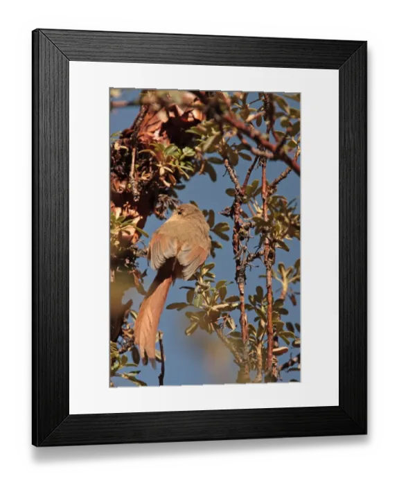 Framed Print : Tawny Tit-spinetail (Leptasthenura yanacensis) adult, perched on twig in polylepis woodlot, Santa Victoria, Jujuy, Argentina, july Framed Print : Tawny Tit-spinetail (Leptasthenura yanacensis) adult, perched on twig in polylepis woodlot, Santa Victoria, Jujuy, Argentina, july