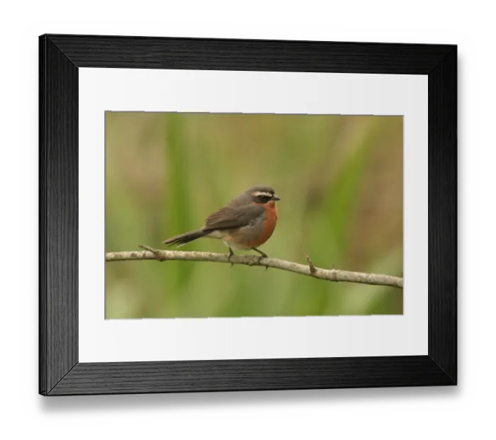 Framed Print : Black-and-rufous Warbling-finch (Poospiza nigrorufa) adult, perched on branch, Ribera Norte, Buenos Aires Province, Argentina, september Framed Print : Black-and-rufous Warbling-finch (Poospiza nigrorufa) adult, perched on branch, Ribera Norte, Buenos Aires Province, Argentina, september