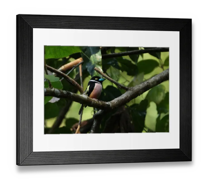 Framed Print : Black-and-yellow Broadbill (Eurylaimus ochromalus) adult male, perched on branch, Krung Ching, Thailand, february Framed Print : Black-and-yellow Broadbill (Eurylaimus ochromalus) adult male, perched on branch, Krung Ching, Thailand, february