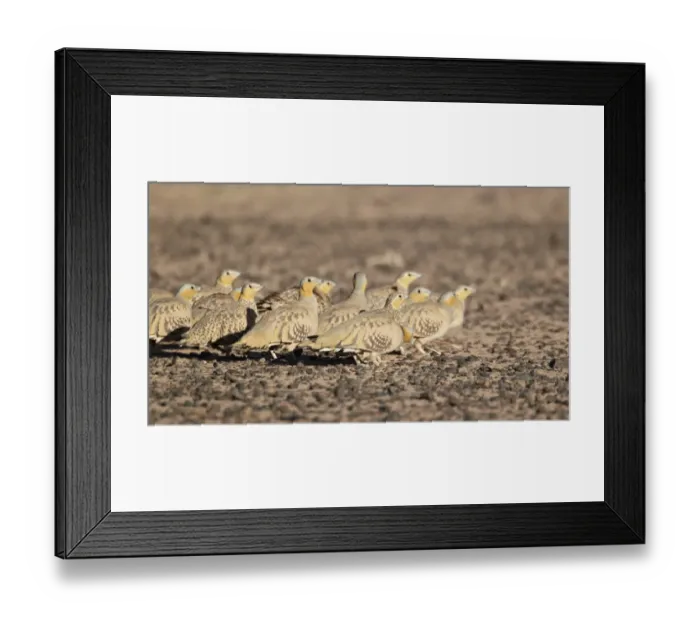Framed Print : Spotted Sandgrouse (Pterocles senegallus) adult males and females, flock standing in desert, near Erg Chebbi, Morocco, february Framed Print : Spotted Sandgrouse (Pterocles senegallus) adult males and females, flock standing in desert, near Erg Chebbi, Morocco, february