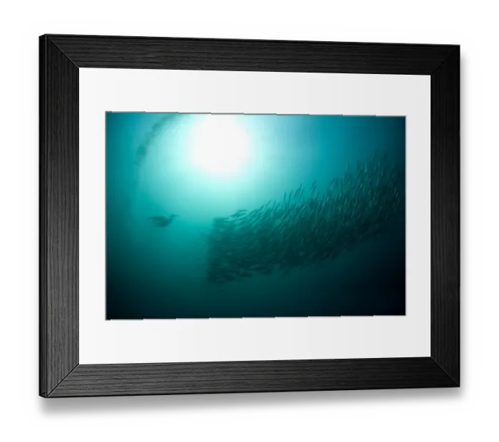 Framed Print : Cape Gannet (Morus capensis) adult, diving underwater and feeding on baitball school of small bait fish, offshore Port St. Johns, Wild Coast, Eastern Cape (Transkei), South Africa Framed Print : Cape Gannet (Morus capensis) adult, diving underwater and feeding on baitball school of small bait fish, offshore Port St. Johns, Wild Coast, Eastern Cape (Transkei), South Africa
