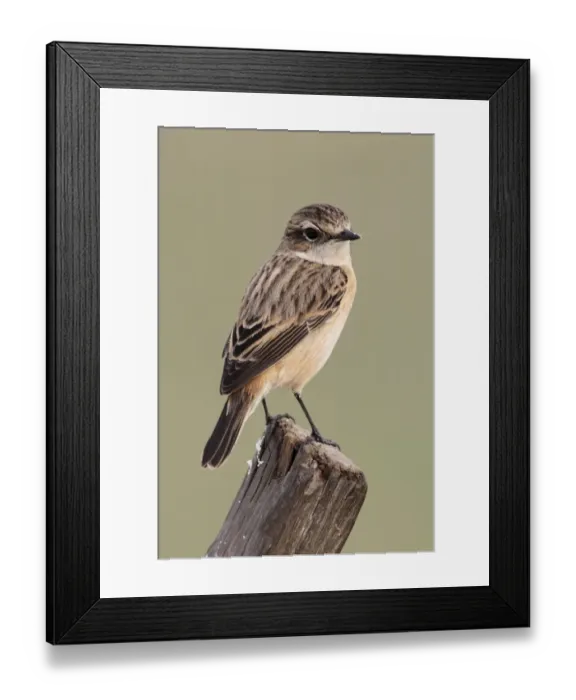 Framed Print : Stejneger's Stonechat (Saxicola stejnegeri) adult female, perched on post, Nam Sang Wai, Hong Kong, China, december Framed Print : Stejneger's Stonechat (Saxicola stejnegeri) adult female, perched on post, Nam Sang Wai, Hong Kong, China, december