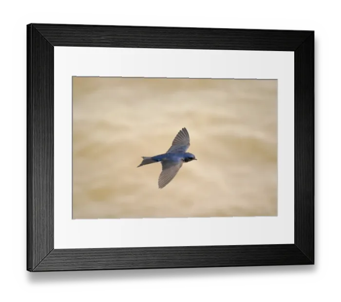 Framed Print : Grey-breasted Martin (Progne chalybea) adult, in flight, Colonia, Uruguay, september Framed Print : Grey-breasted Martin (Progne chalybea) adult, in flight, Colonia, Uruguay, september