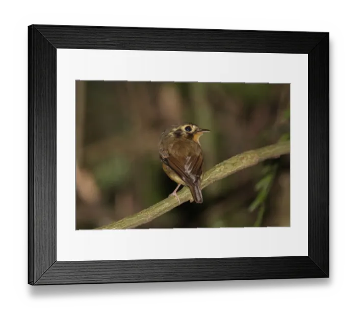 Framed Print : White-crested Spadebill (Platyrinchus platyrhynchos) adult, perched on twig, Iguazu N. P. Misiones, Argentina, november Framed Print : White-crested Spadebill (Platyrinchus platyrhynchos) adult, perched on twig, Iguazu N. P. Misiones, Argentina, november
