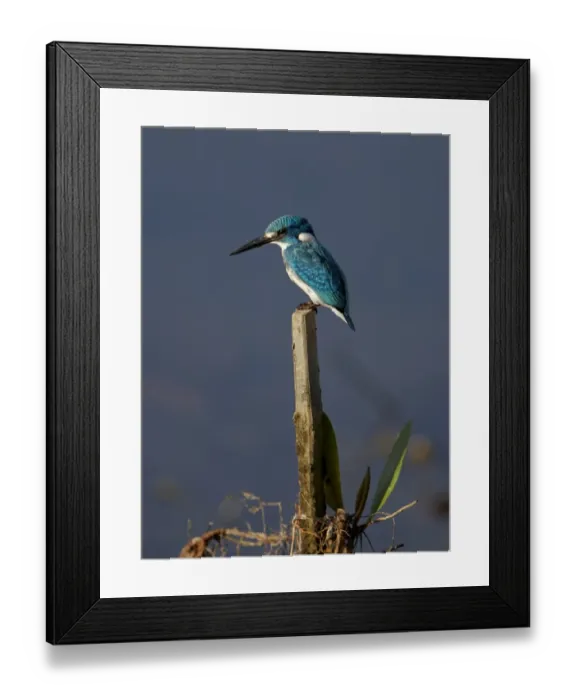 Framed Print : Small Blue Kingfisher (Alcedo coerulescens) adult, perched on post beside water, Bali, Indonesia