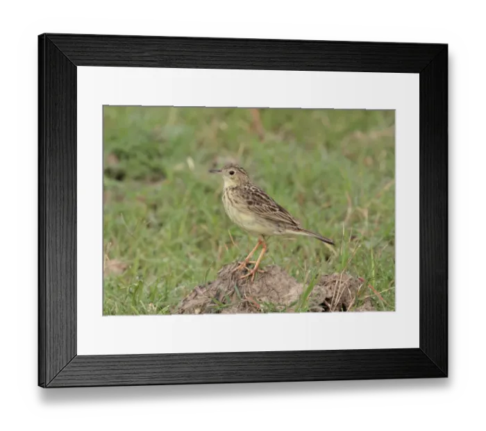Framed Print : Yellowish Pipit (Anthus lutescens) adult, standing on mound, Laguna Oca, Formosa, Argentina, october Framed Print : Yellowish Pipit (Anthus lutescens) adult, standing on mound, Laguna Oca, Formosa, Argentina, october