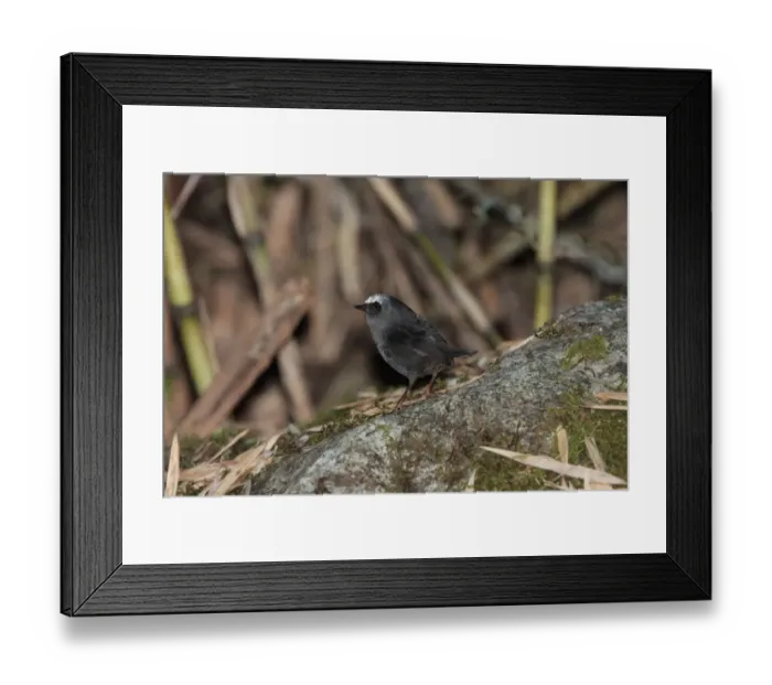Framed Print : Magellanic Tapaculo (Scytalopus magellanicus) adult male, standing on log, Llao Llao Peninsula, Neuquen, Argentina, october Framed Print : Magellanic Tapaculo (Scytalopus magellanicus) adult male, standing on log, Llao Llao Peninsula, Neuquen, Argentina, october
