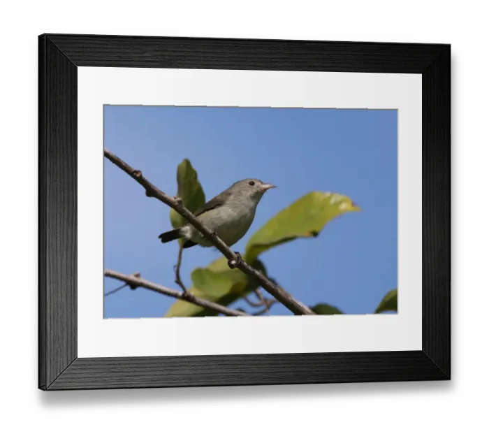 Framed Print : Pale-billed Flowerpecker (Dicaeum erythrorhynchos ceylonense) endemic race, adult, perched on twig, Sri Lanka, december Framed Print : Pale-billed Flowerpecker (Dicaeum erythrorhynchos ceylonense) endemic race, adult, perched on twig, Sri Lanka, december