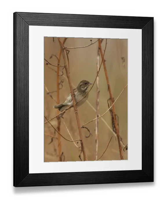 Framed Print : Black-faced Bunting (Emberiza spodocephala) adult female, perched on stem, Beidaihe, Hebei, China, may Framed Print : Black-faced Bunting (Emberiza spodocephala) adult female, perched on stem, Beidaihe, Hebei, China, may