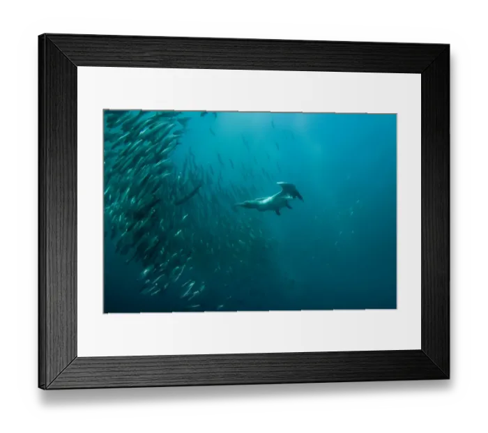 Framed Print : Cape Gannet (Morus capensis) adult, diving underwater and feeding on baitball school of small bait fish, offshore Port St. Johns, Wild Coast, Eastern Cape (Transkei), South Africa Framed Print : Cape Gannet (Morus capensis) adult, diving underwater and feeding on baitball school of small bait fish, offshore Port St. Johns, Wild Coast, Eastern Cape (Transkei), South Africa