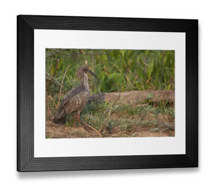 Framed Print : Plumbeous Ibis (Theristicus caerulescens) adult, standing on ground in evening sunlight, Pantanal, Mato Grosso, Brazil Framed Print : Plumbeous Ibis (Theristicus caerulescens) adult, standing on ground in evening sunlight, Pantanal, Mato Grosso, Brazil