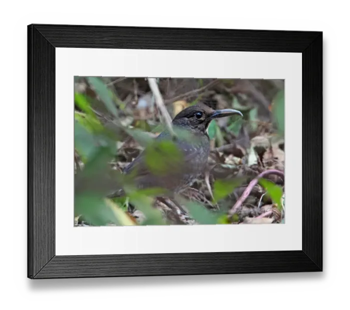 Framed Print : Long-billed Thrush (Zoothera monticola) adult, standing on ground, Sattal, Uttarakhand, India, february Framed Print : Long-billed Thrush (Zoothera monticola) adult, standing on ground, Sattal, Uttarakhand, India, february
