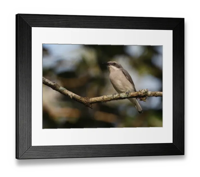 Framed Print : Ceylon Woodshrike (Tephrodornis affinis) adult, perched on branch, Sri Lanka, december