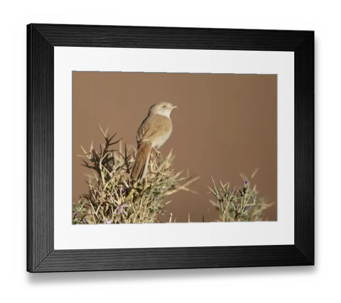 Framed Print : African Desert Warbler (Sylvia deserti) adult, perched on thorny bush, near Erg Chebbi, Morocco, february Framed Print : African Desert Warbler (Sylvia deserti) adult, perched on thorny bush, near Erg Chebbi, Morocco, february