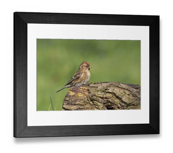 Framed Print : Lesser Redpoll (Carduelis cabaret) adult female, perched on log in garden, Forest of Dean, Gloucestershire, England, march Framed Print : Lesser Redpoll (Carduelis cabaret) adult female, perched on log in garden, Forest of Dean, Gloucestershire, England, march