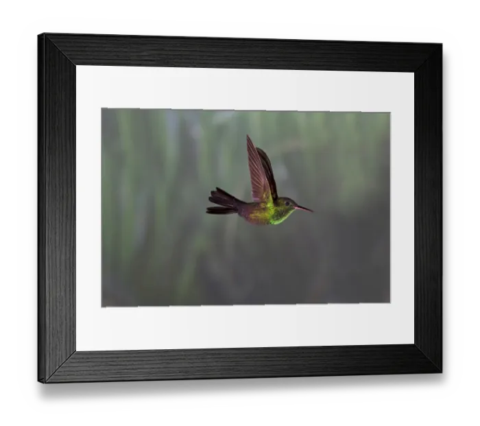 Framed Print : Red-footed Plumeleteer (Chalybura urochrysia) adult male, in flight, Costa Rica Framed Print : Red-footed Plumeleteer (Chalybura urochrysia) adult male, in flight, Costa Rica