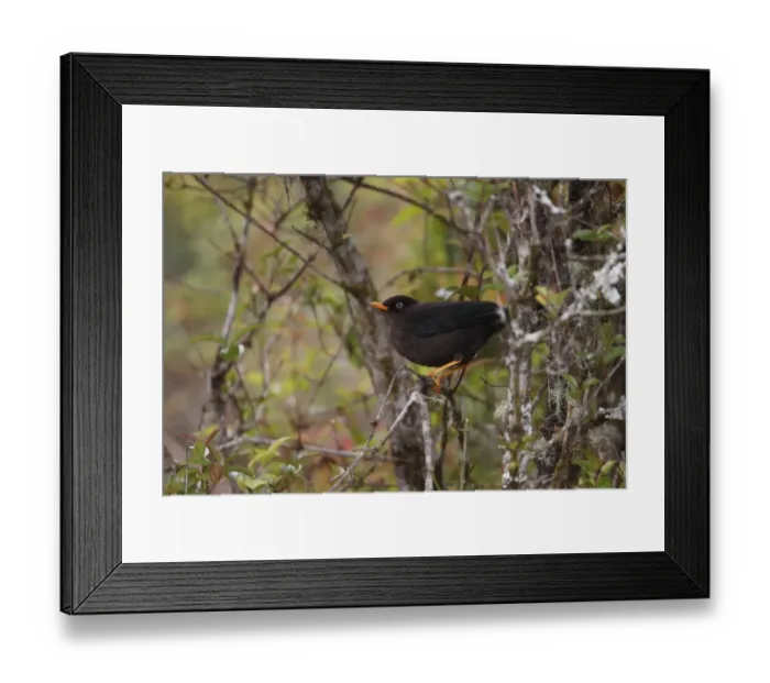 Framed Print : Sooty Thrush (Turdus nigrescens) adult, perched in bush, Costa Rica, february Framed Print : Sooty Thrush (Turdus nigrescens) adult, perched in bush, Costa Rica, february