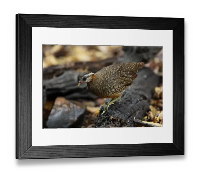 Framed Print : Scaly-breasted Partridge (Arborophila chloropus) adult, standing on log, Kaeng Krachan N. P. Thailand, february Framed Print : Scaly-breasted Partridge (Arborophila chloropus) adult, standing on log, Kaeng Krachan N. P. Thailand, february