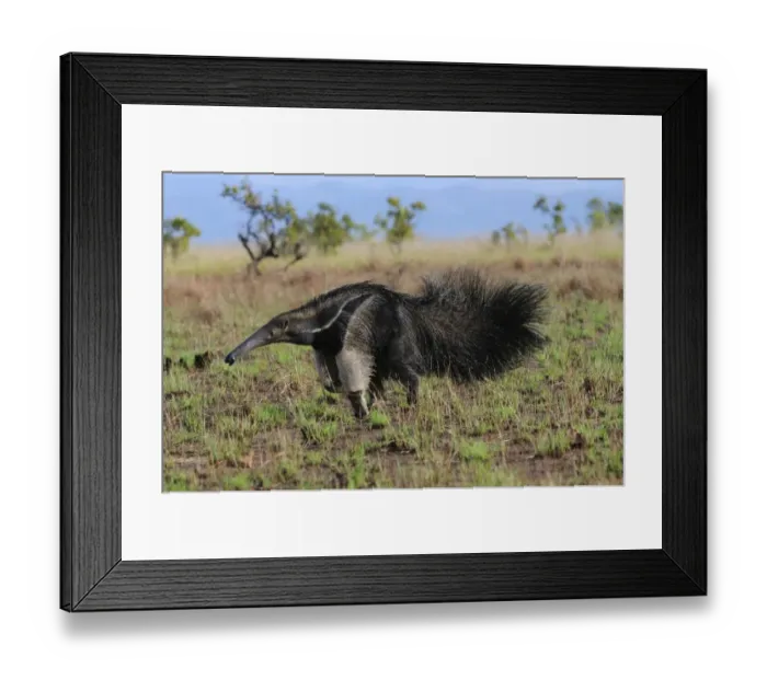 Framed Print : Giant Anteater (Myrmecophaga tridactyla) adult, running in open savannah, Rupununi, Guyana Framed Print : Giant Anteater (Myrmecophaga tridactyla) adult, running in open savannah, Rupununi, Guyana